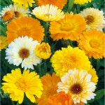 금잔화 카렌듈라 써머썬셋 Calendula Summer Sunset 30립 : 녹색의 성격