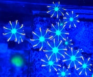 ★오렌지 글로브폴립 해수 산호 연산호 프랙 : 주식회사뚜바비엥