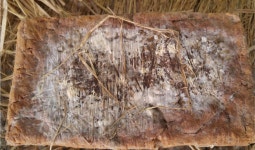 효심당 시골된장 전통 집된장 재래식 명인된장 2kg : 고창 마켓