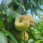 거반도 완전 경북 납작복숭아 도넛 백도 고당도 1kg : 우제과일농장