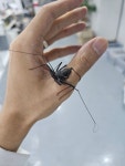 독이 없고 순하며 합사 가능한 테일레스 휩스파이더 웨이골드티아 다비도비 아성체 준성체 : 더쥬 송파점