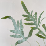 [부산배송] 블루스타펀 고사리 : 싱그러브