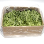 푸레아 국내산 특품 와일드 루꼴라 반박스 500g 한박스 1kg 루콜라 샐러드용 야채 : 푸레아