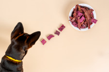 리앤폴 비트황태 반려견 황태 간식 빈혈 도움 노견 간식 : 리앤폴