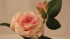 장미 유럽장미 올리비아 로즈 오스틴 장미 4색 : 몽촌