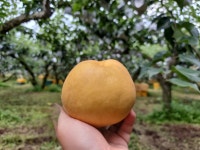 기특한배 6.5kg 7~12과 천안성환배 선물세트 : 자연의 바른먹거리 강남농원