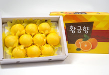 제주 황금향 3kg, 5kg 중대향 명절 선물세트 직접 포장 : 오늘애푸드