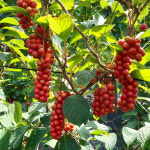 농장직송 문경 세척 생 급냉 오미자 열매 5kg 10kg : 위씨네장모님