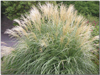 그라스 억새 아다지오 7호화분 개화주 갈대 사초 : 채움원예종묘