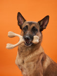베러본 BetterBone 라지 강아지 이갈이 장난감 우드스틱 : JI Pet medical