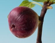 무화과나무 : 목향원