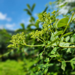 [서기네농장]국내산 제피 가루 산초기름 장아찌용 산초 열매 : 서기네농산물