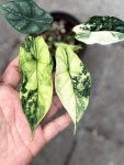 알로카시아 드래곤스케일 바리에가타 (Alocasia dragon scale variegata) : 식물이예쁘네요