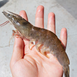 국내산 활 흰다리새우 생새우 새우회 왕새우 1kg 2kg : 레옹푸드