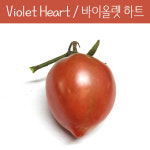 바이올렛 하트 Violet Heart Cherry방울토마토   달콤한 희귀토마토 교육체험용 키우기 세트 : 나만아는