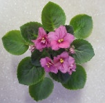 졸리 미스체프 미니바이올렛 미니 아프리칸 바이올렛 미바 : 풀잎그림