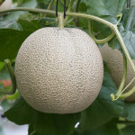 고창 프리미엄 머스크 메론 3수, 4수 : 고창 김가네농장