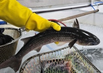 국내 자연산 숭어회 원물 1kg내외 (손질 후 중량 350g) 창원맛집 진해 동부회센타 : 동부회센타 온라인몰