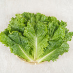 국내산 로메인 200g[17/20장] : DF Mall