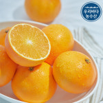 못난이 가정용 황금향 귤 10키로 5키로 황금향 제철 제주 제주도 3kg 5kg 10kg : 우리바다농수산