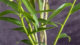 어원월 석곡 난초 석곡꽃 덴드로비움 선물용 베란다화분 실내인테리어소품 공기정화식물 반려식물 : 난 나눔몰