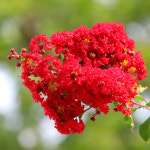 목백일홍 다이너마이트 14cm사각포트 조경수 배롱나무 붉은 백일홍 다이너마이트 꽃보러가자 : 꽃보러가자