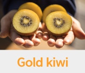 골드키위 그린키위 뉴질랜드 수입직송 새콤달콤 1.2kg (대) 10과 선물세트 판매 : 산지직송먹거리