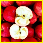 [프리미엄] 사과선물세트 부사 선물용사과 4kg : 청송달콤농원