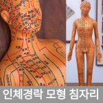 인체경락 모형 침자리 하드 1.브라운남성다이몰드40CM(사진참조) : 바다봄마켓