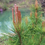 함양액즙 지리산선이네 솔잎/자색 양파즙 100ml x 50개-지리산 게르마늄 토양 양파 : 함양농부들