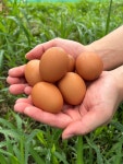 난각번호1번 계란 농장직송 무항생제 유정란 자연방사 20구 : 서가팜 유정란