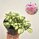 피움뜰 호야 휴스켈리아나 바리에가타 무늬 희귀 행잉 공중식물 10~12cm : 피움뜰