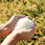 [당일도정] 경기미 명성향미 10kg 여리향, 수향미10kg (골든퀸3호) : 명성쌀