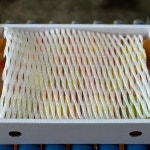 제주 산지직송 하우스 황금향 선물용 1kg 2.5kg 4.5kg 감귤 노지 타이벡 : 우제과일농장