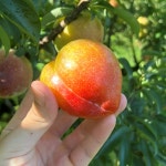 햇자두 추희 자두 후무사 포모사 5키로 왕자두 적자두 옥자두 홍로센 : 한강결 농장