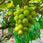 샤인머스켓 2kg 4kg 김천 명절선물(일괄 발송) : 영애이모농장
