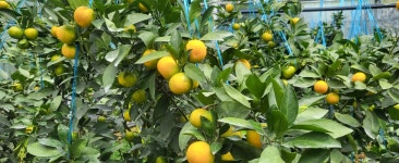 [제주농가직송]하우스 감귤 유라조생 선물용 3키로 5키로 가정용 : 제주 코코리팜