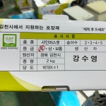 샤인머스켓 2kg 4kg 김천 명절선물(일괄 발송) : 영애이모농장