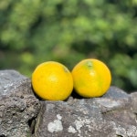 제주 산지직송 하우스 황금향 선물용 1kg 2.5kg 4.5kg 감귤 노지 타이벡 : 우제과일농장