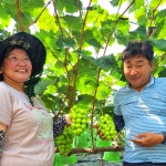 샤인머스켓 2kg 4kg 김천 명절선물(일괄 발송) : 영애이모농장