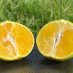 제주 산지직송 하우스 황금향 선물용 1kg 2.5kg 4.5kg 감귤 노지 타이벡 : 우제과일농장