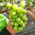 우정농장 샤인머스켓 2kg~4kg : 완주몰