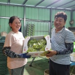 샤인머스켓 2kg 4kg 김천 명절선물(일괄 발송) : 영애이모농장