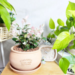 와이키키농장 초설 오색마삭줄 공기정화 반려 행잉 인테리어 카페 덩굴 단풍 무늬 식물 : 와이키키 농장