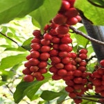 24년 햇 문경 생오미자 5kg 10kg 생과 세척 : 우제과일농장