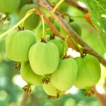 다래나무 묘목 일세다래 삽목1년생 포트묘 자가수정 유실수 과실수 : 양심묘목농원