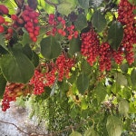 24년 햇 문경 생오미자 5kg 10kg 생과 세척 : 우제과일농장