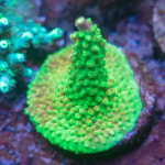 CE Pink Paletta : 코통령