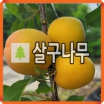 살구나무 묘목 스위트골드 접목1년 2주묶음 : 경동농원