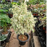 무늬벤자민(외목대) 대품 수형짱 높이 70~90cm : 범수농장